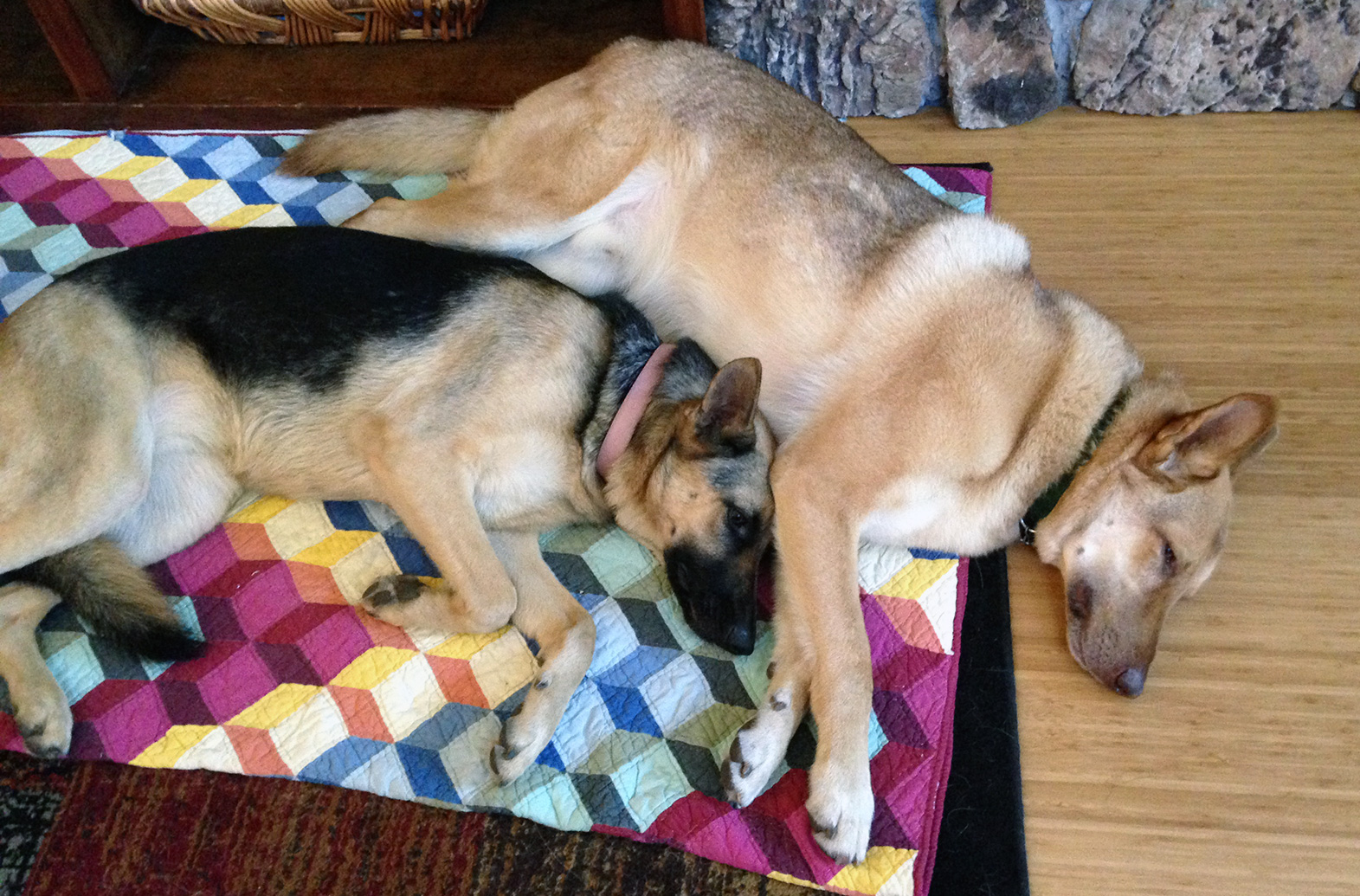 napping-dogs-german-shepherds
